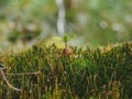 MossesÃÂ are smallÃÂ flowerlessÃÂ plants. Gametophytes are the low, leaf-like forms and sporophytes are the tall, stalk-like forms.